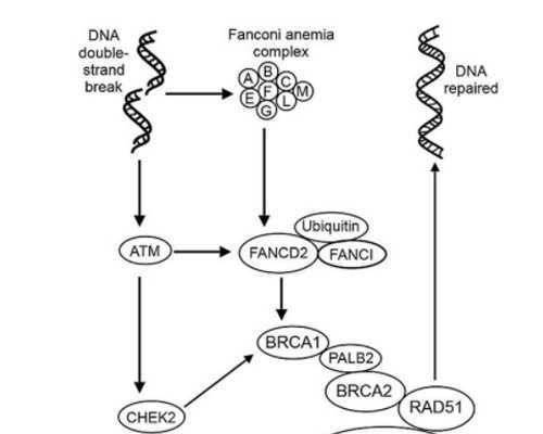 【宁波试管婴儿总共要花多少钱】宁波试管
